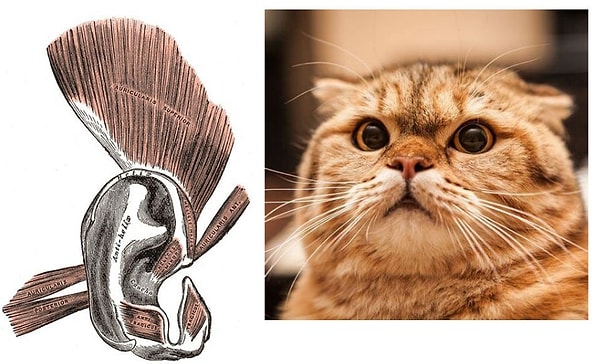 3. Ушные мышцы (они окружают ушную раковину)