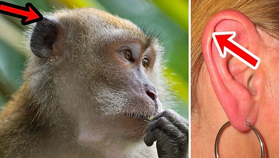 9 органов человеческого тела, которые эволюция давно должна была отправить на помойку