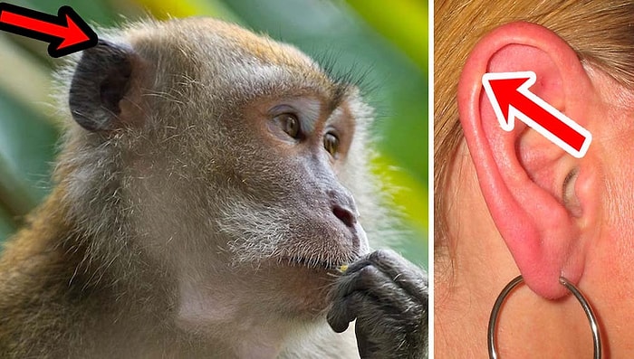 9 органов человеческого тела, которые эволюция давно должна была отправить на помойку