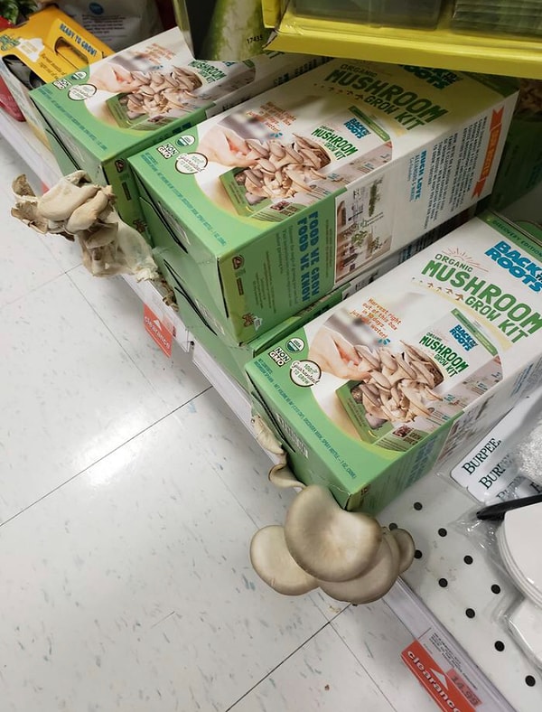 4. Когда набор по выращиванию грибов сработал слишком хорошо