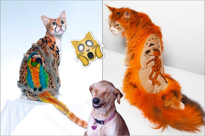 Кошачий тюнинг: 20 безумных "преображений" домашних любимцев