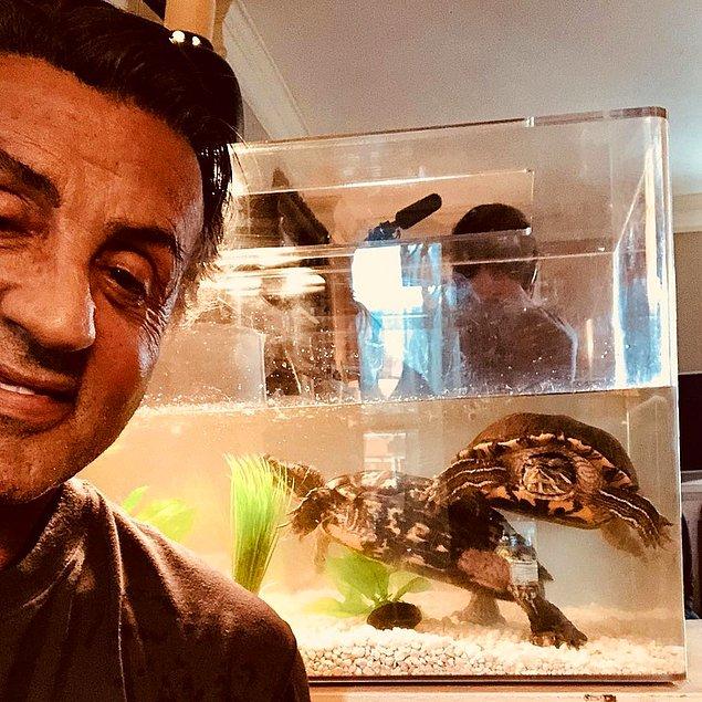 1. Sylvester Stallone, Rocky filmindeki 2 kaplumbağayı sahiplendi. Şu an 45 yaşlarındalar. 😊