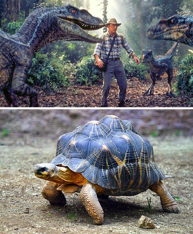 11. Jurassic Park'ta dinazorların çıkardığı sesler aslında tosbağaların sesi.