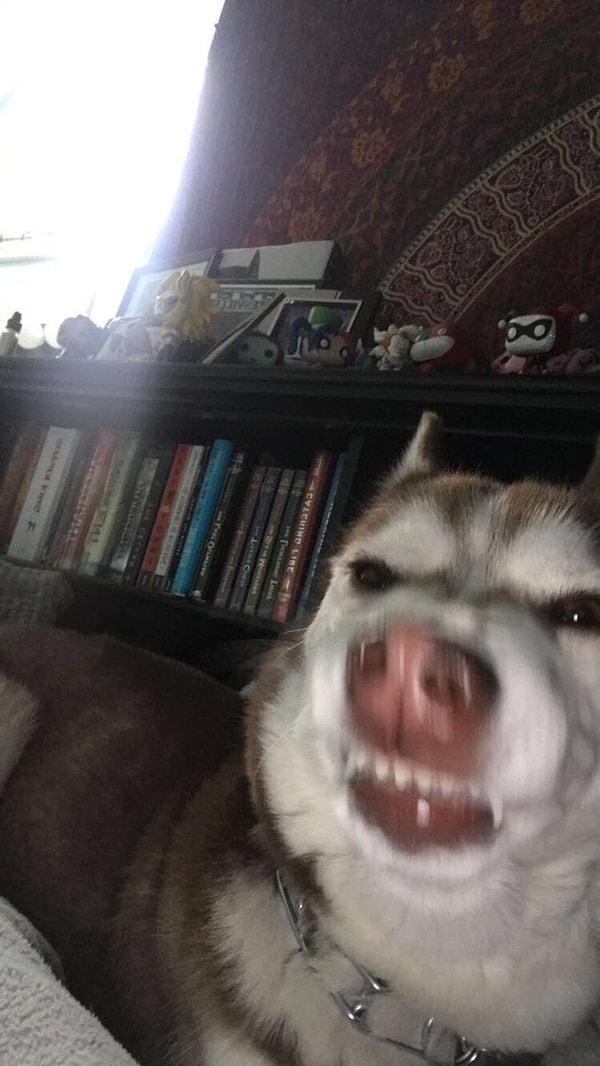 15. Славный песик