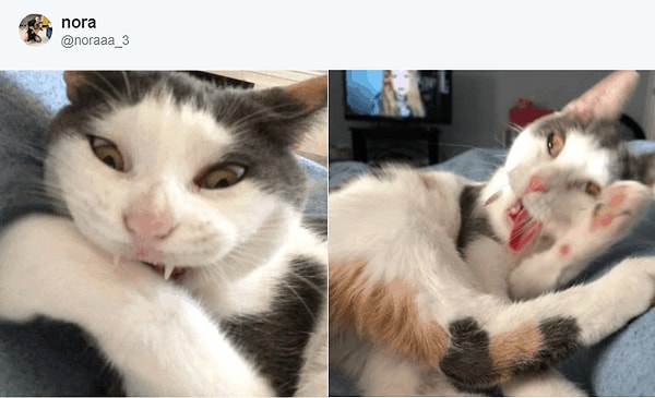 16. Милый киса