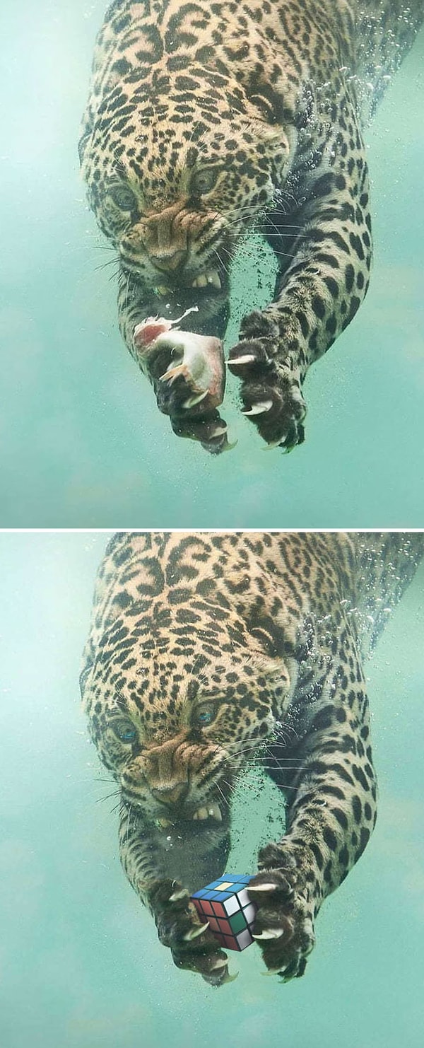 11. Леопард на рыбалке