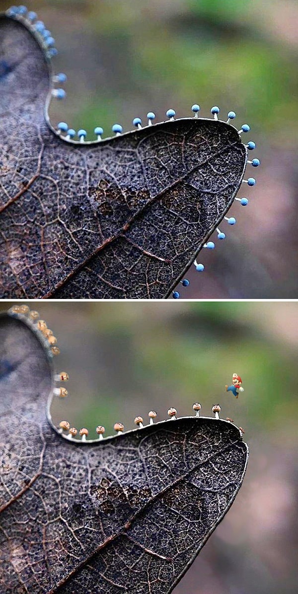 15. Грибы на листе