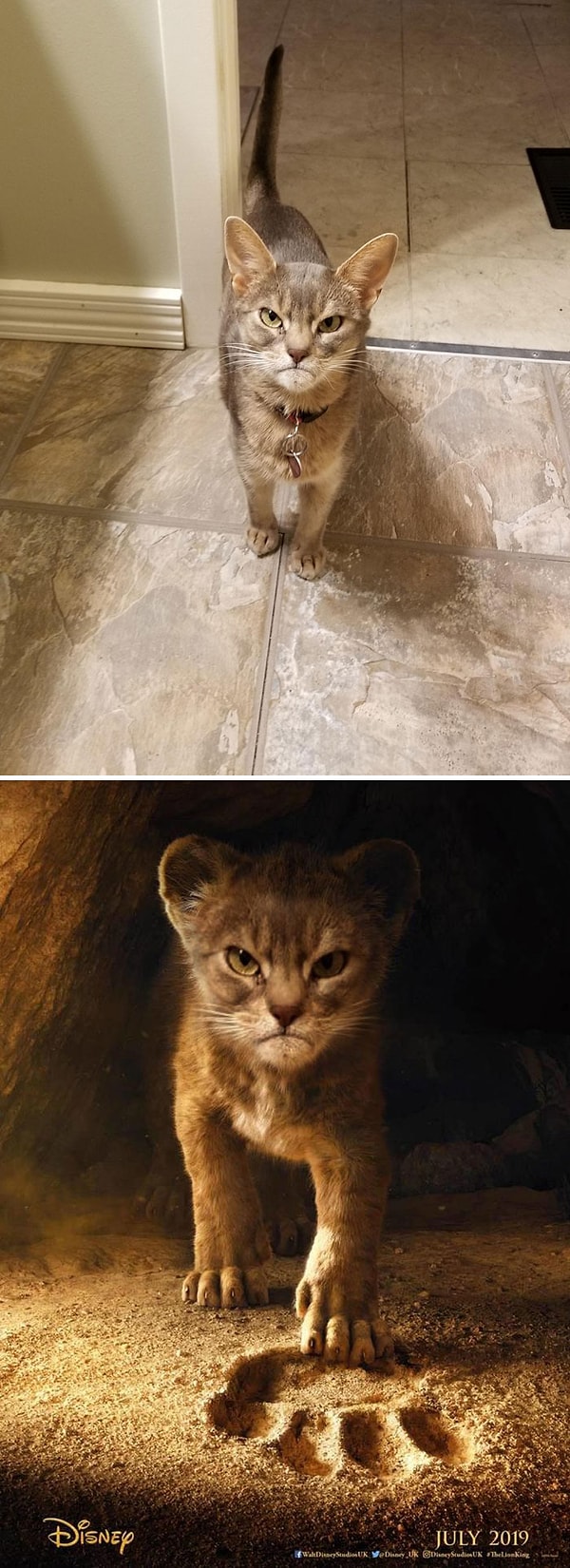 18. Все ни к черту с утра. У Симбы тоже