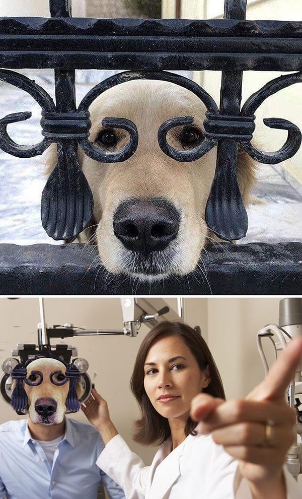 24. А как, вы думали, проверяют зрение песиков? Или вы об этом совсем не думали? 🤣