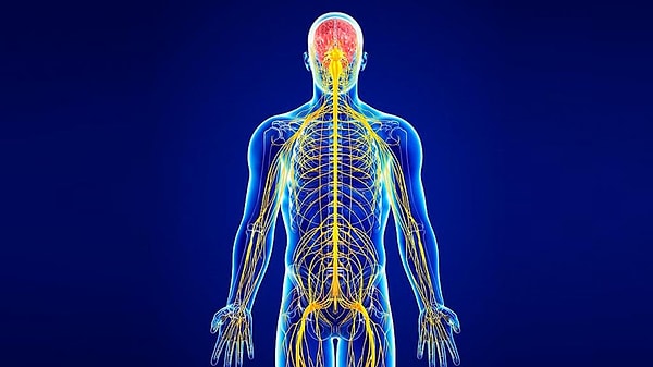 11. Соединения какого элемента оказывают успокаивающее действие на нервную систему человека?