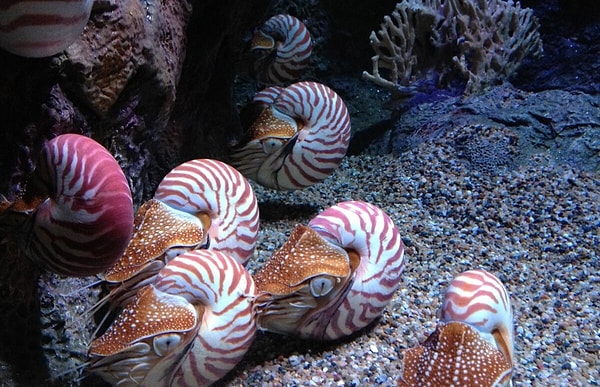 13. Как называется важнейшая соль, из которой состоят покровы тела моллюсков?