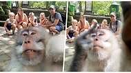Tatile Gelen Ailenin Kamerasını Kapıp Selfie Sırasında Hareket Çeken Fırlama Maymun