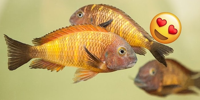 Araştırmalara Göre Dişi Ciklet Balıkları Gerçek Aşklarından Ayrı Kalınca Depresif ve Pesimist Oluyorlar