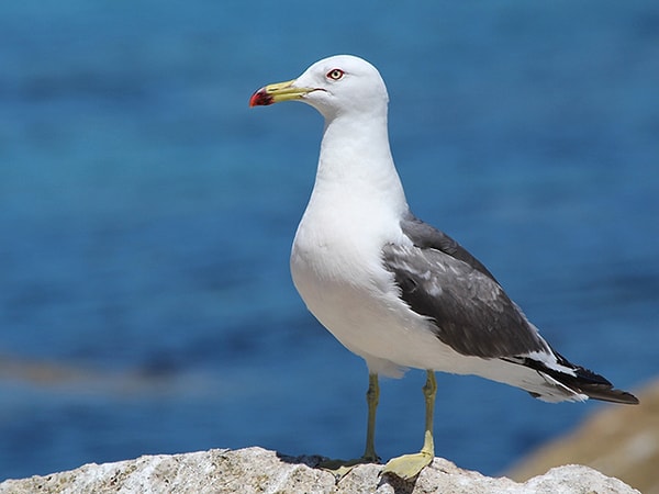 9. Кого в Приморском крае именуют "чайкой"?