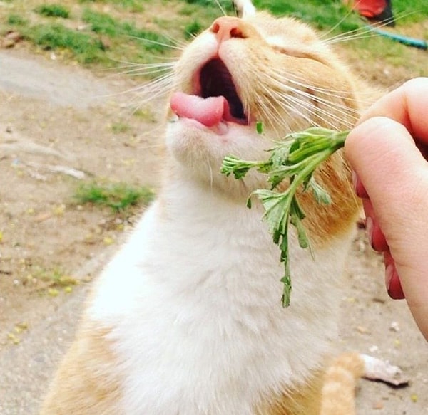 6. Какой корнеплод приходит на ум, когда мы думаем о чем-то невыносимом?