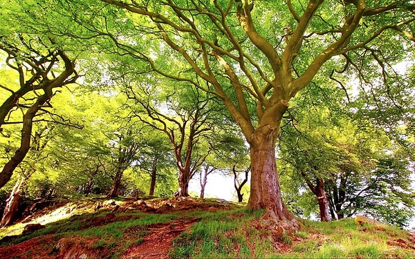 Вы увидели первым дерево.