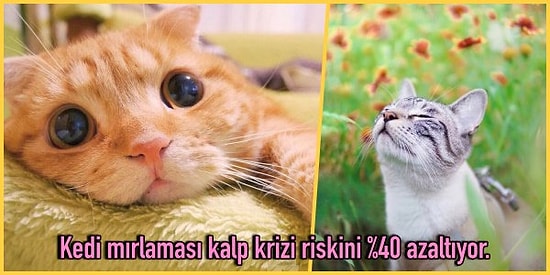 Kedi Girmeyen Eve Doktor Girer: Kedi Mırlamasının Bazı İlaçlardan Bile Daha Etkili Olduğunu Biliyor musunuz?