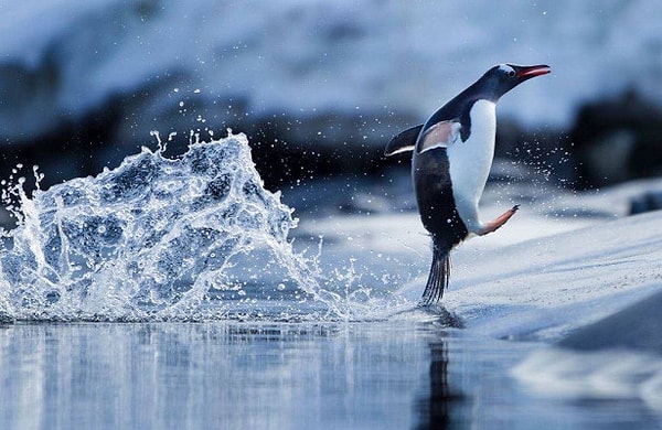 1. На Антарктиду приходится 90 процентов всего льда на нашей планете