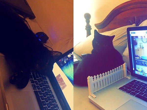 14. “Kedi bu klavyeyi sevdi ve erkek arkadaşım buna bir çözüm buldu.”