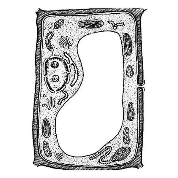 3. Выберите признак, который не относится к изображенной здесь клетке.