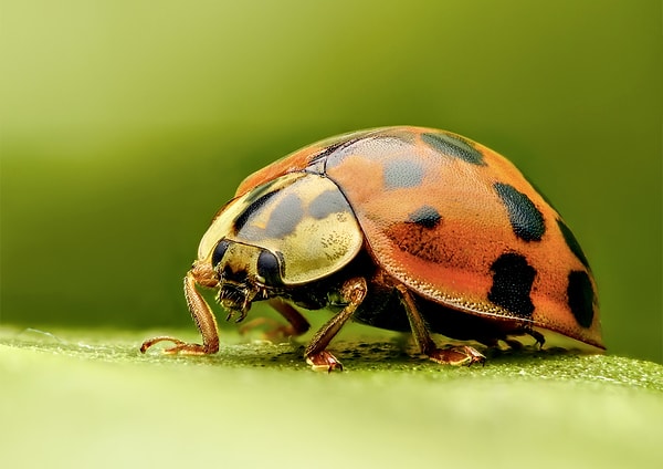 4. Выберите признак, который не относится к насекомым.