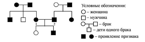 5. По изображённой на рисунке родословной определите вероятность ( в процентах) рождения у родителей 1 и 2 ребёнка с признаком, обозначенным чёрным цветом, при полном доминировании этого признака.