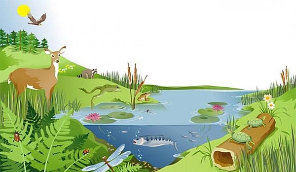 12. Выберите экосистему, относящуюся к природным.