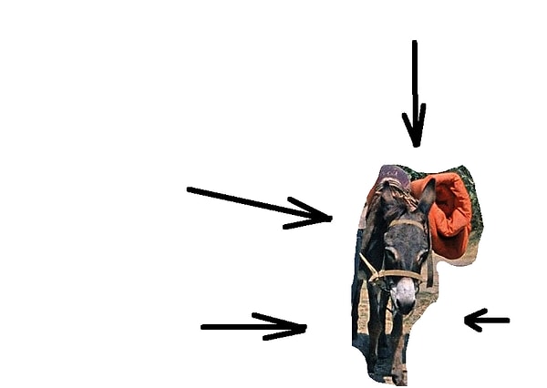 11. Теперь уже знаменитый осел играл в фильме...