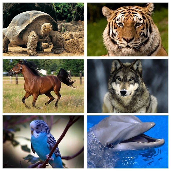 Для этого просто выберите животное, которое больше всех вам приглянулось.