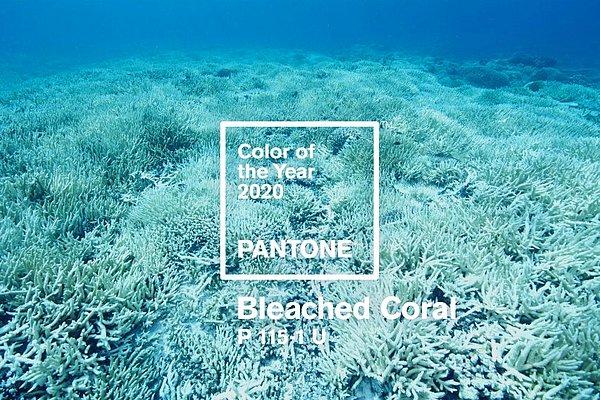 Dahası, Melbourne merkezli iki reklamcı, 2020'de dünyanın en büyük mercan kayalığı sisteminin ne kadar tehlikede olduğunu vurgulamak için Pantone'a "Bleached Coral" rengini önerdi.