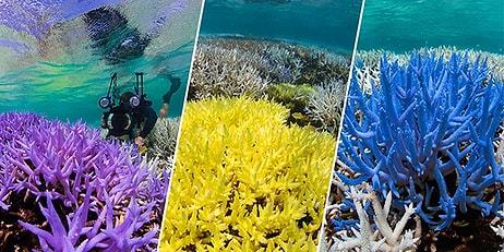 Dünyayı Nasıl Mahvettik? Ölü Mercanların Neon Renkleriyle, Okyanusun Karanlık Dünyası Aydınlanıyor!