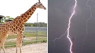 Safari Parkında Milyarda Bir Düşen Yıldırım Yüzünden Hayatını Kaybeden Zürafalar Lily ve Jioni