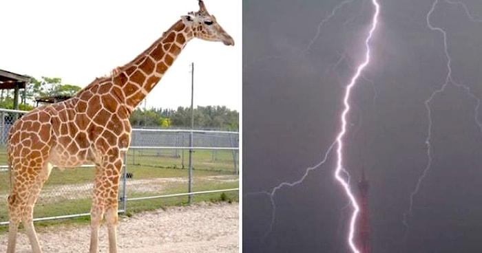 Safari Parkında Milyarda Bir Düşen Yıldırım Yüzünden Hayatını Kaybeden Zürafalar Lily ve Jioni