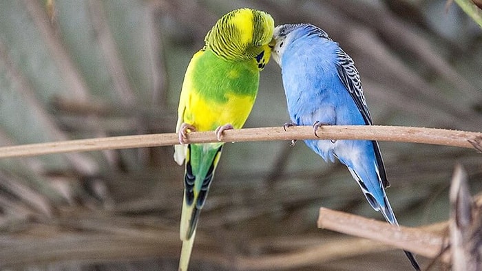 Bu Rüya Hayırlara Çıkacak! Rüyada Muhabbet Kuşu Görmek Ne Anlama Gelir?
