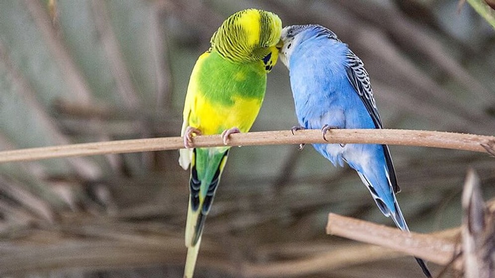 Bu Rüya Hayırlara Çıkacak! Rüyada Muhabbet Kuşu Görmek Ne Anlama Gelir?