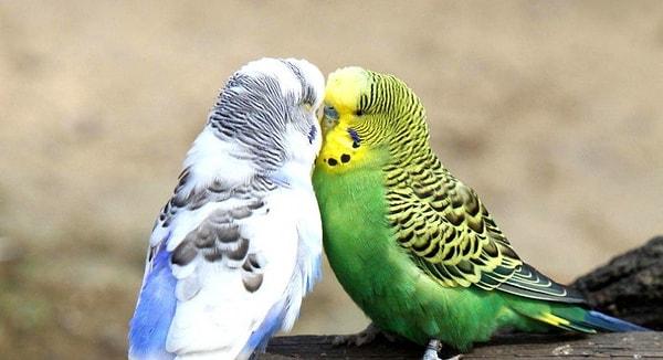 Rüyada muhabbet kuşlarının çiftleştiğini gören rüya sahiplerinin, eşleriyle arasındaki bağlılığının kuvvetleneceğine yorulur.