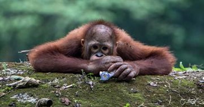 Binlerce Canlı Türü Yok Olma Tehdidiyle Karşı Karşıya! Peki Bu İnsanlık İçin Neden Hayati Öneme Sahip?