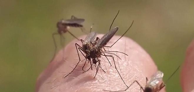 Yaz Geldi Kabus Başladı! Sivrisinekleri Uzaklaştırmak İçin Basit ve Etkili Yöntemler