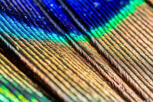 2. Перо павлина