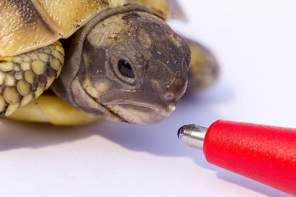 11. Черепашонок в сравнении с шариковой ручкой