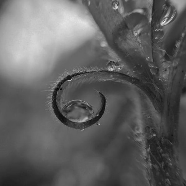 12. Утренняя роса