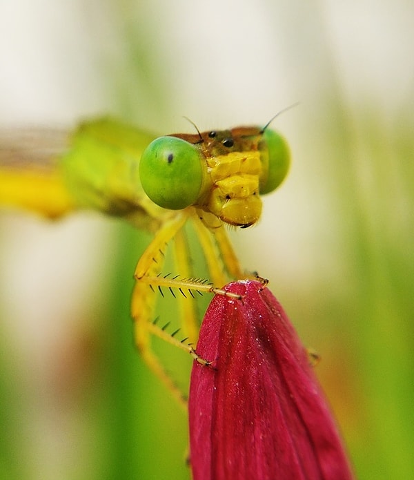 18. Стрекоза