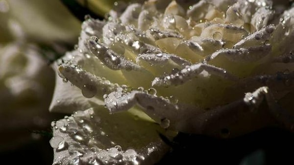 23. Белая роза после дождя