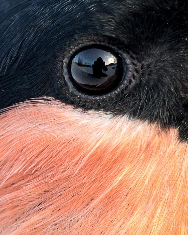 24. Автопортрет в глазу снегиря