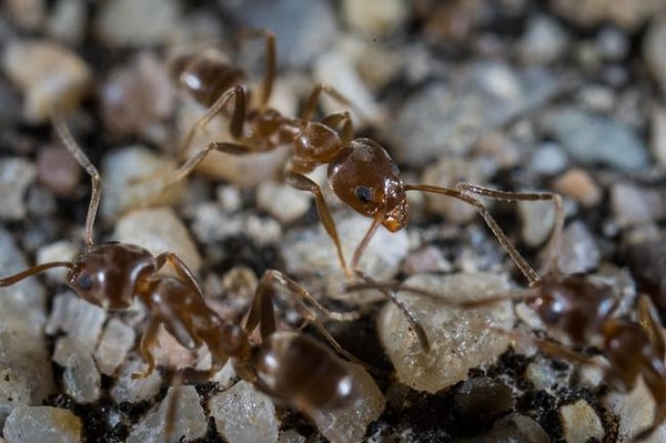 41. Муравьиный строй