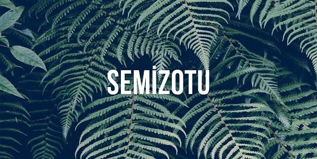 8. Aşağıdakilerden hangisi "semizotu" kelimesinin hecelerinden biridir?