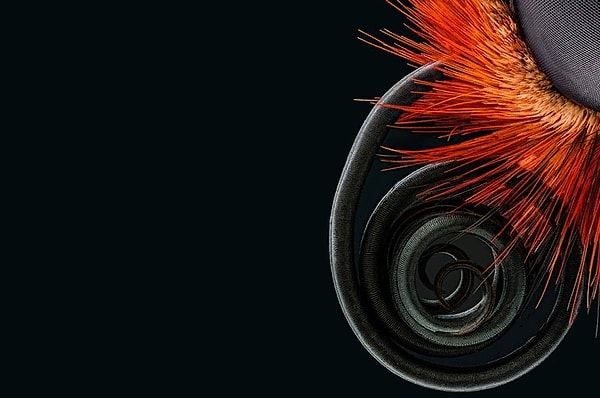 43. Хоботок бабочки