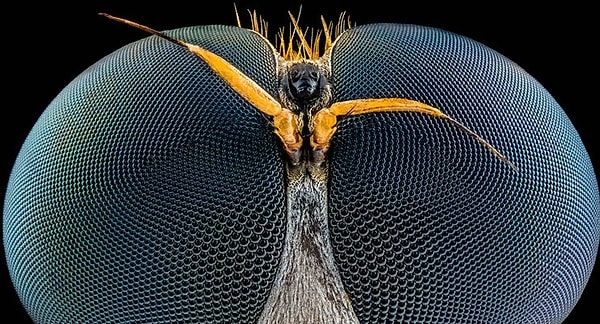 37. Осиные глаза