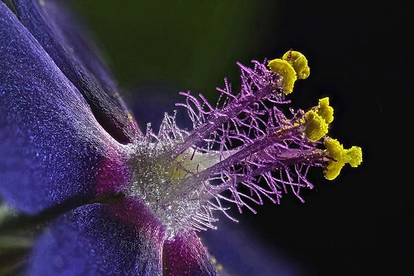 35. Тычинки дикого цветка