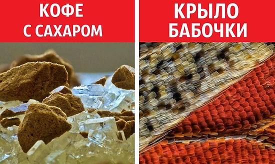 45 макрофото простых вещей, какими вы их раньше никогда не видели